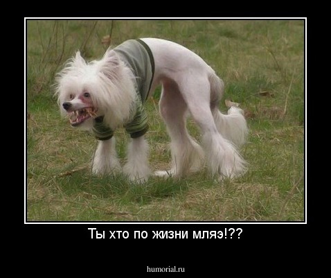 Ты хто по жизни мляэ!??