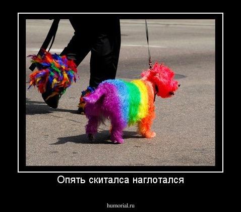Опять скиталса наглотался