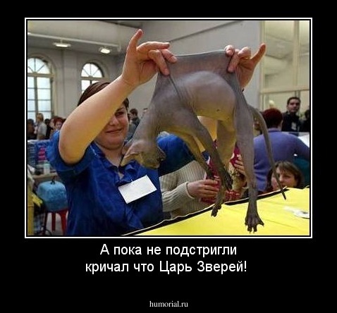 А пока не подстригли кричал что Царь Зверей!