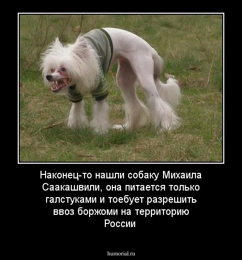 Наконец-то нашли собаку Михаила Саакашвили,  она питается только галстуками и тоебует разрешить ввоз боржоми на территорию России