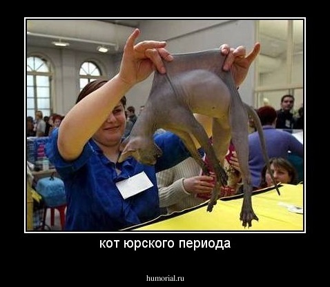 кот юрского периода