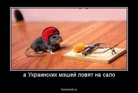 а Украинских мэшей ловят на сало