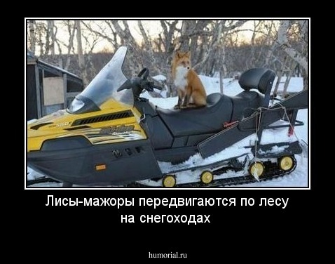 Лисы-мажоры передвигаются по лесу на снегоходах