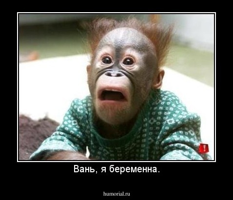 Вань, я беременна.