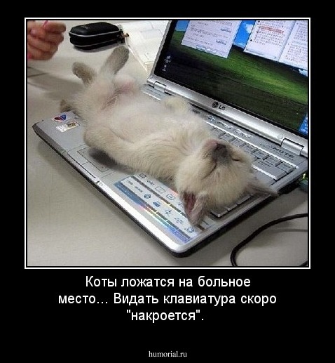 Коты ложатся на больное место... Видать клавиатура скоро "накроется".