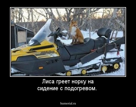 Лиса греет норку  на сидение с подогревом.