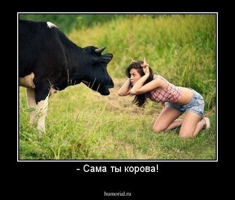 - Сама ты корова!