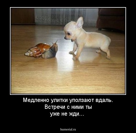 Медленно улитки уползают вдаль. Встречи с ними ты уже не жди...
