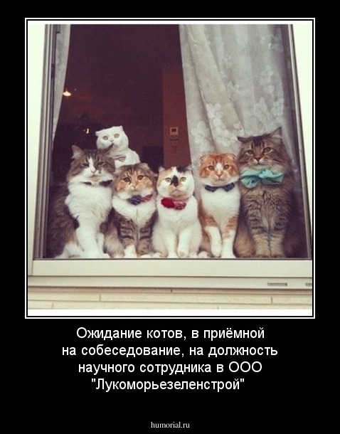 Ожидание котов, в приёмной на собеседование, на должность научного сотрудника в ООО "Лукоморьезеленстрой"