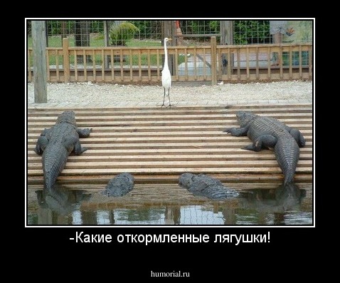 -Какие откормленные лягушки!