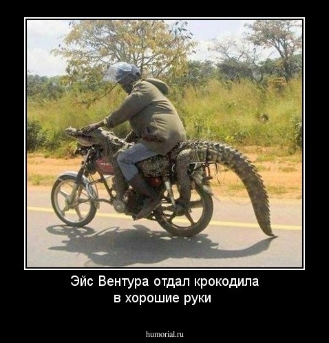Эйс  Вентура отдал крокодила в хорошие руки