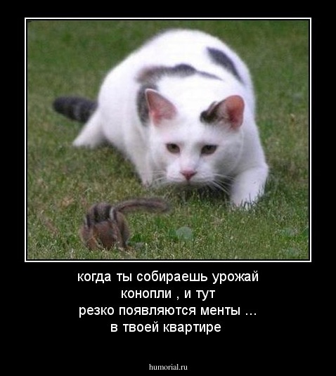 когда ты собираешь урожай конопли , и тут резко появляются менты ... в твоей квартире 