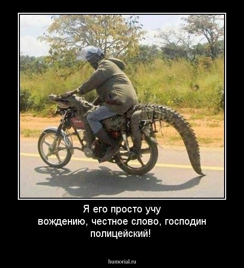Я его просто учу вождению, честное слово, господин полицейский!
