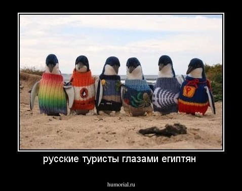 русские туристы глазами египтян 
