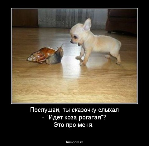 Послушай, ты сказочку слыхал - "Идет коза рогатая"? Это про меня.