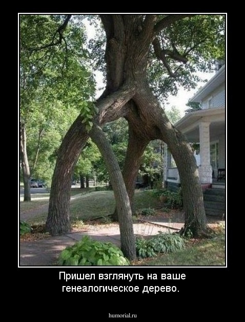 Пришел взглянуть на ваше генеалогическое дерево.