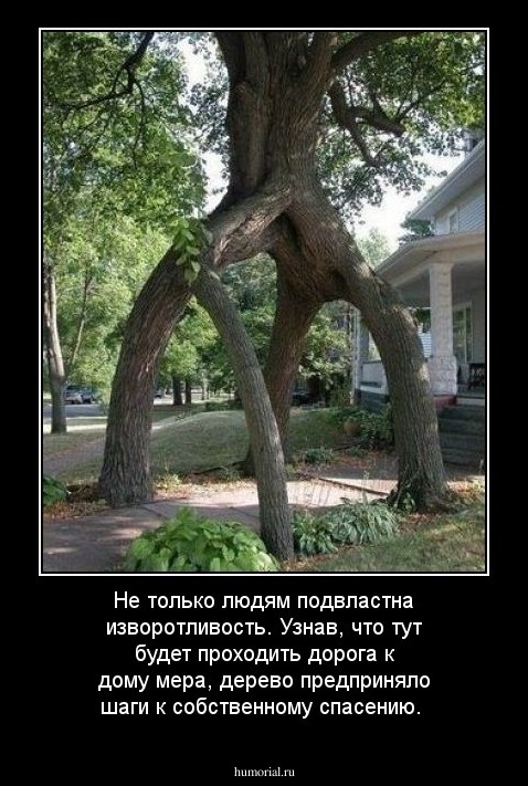 Не только людям подвластна изворотливость. Узнав, что тут будет проходить дорога к дому мера, дерево предприняло шаги к собственному спасению.