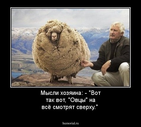 Мысли хозяина: - "Вот так вот, "Овцы" на всё смотрят сверху."