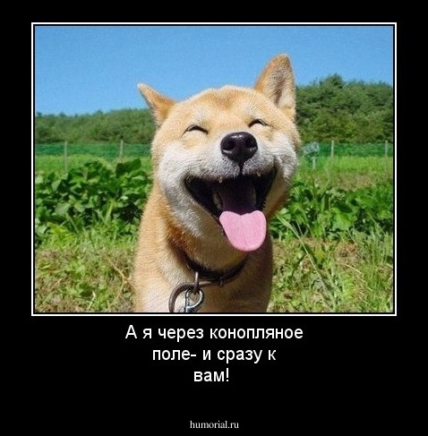 А я через конопляное поле- и сразу к вам!