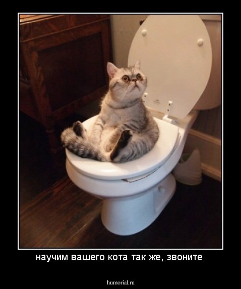научим вашего кота так же, звоните 