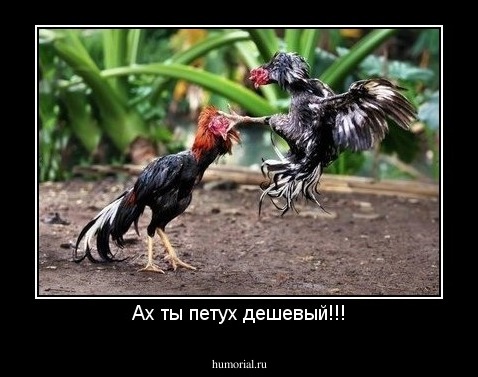 Ах ты петух дешевый!!!