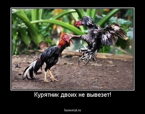 Курятник двоих не вывезет!