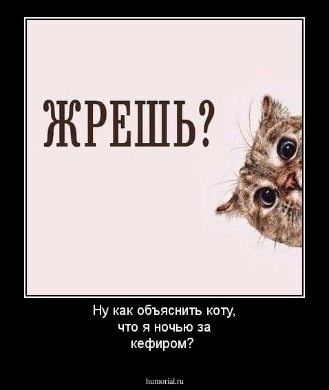 Ну как объяснить коту, что я ночью за кефиром?