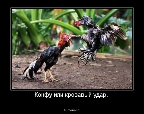 Конфу или кровавый удар. 
