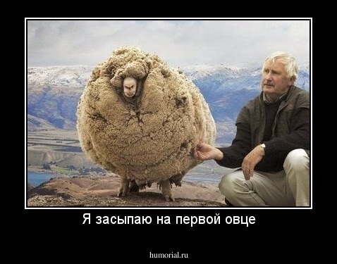 Я засыпаю на первой овце