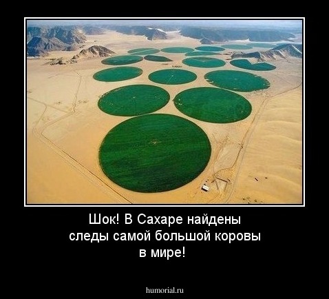 Шок! В Сахаре найдены следы самой большой коровы в мире!
