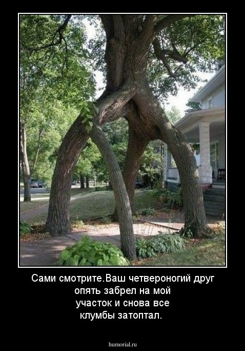 Сами смотрите.Ваш четвероногий друг опять забрел на мой участок и снова все клумбы затоптал.