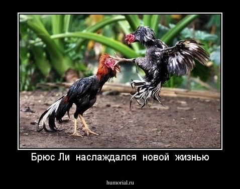 Брюс Ли  наслаждался  новой  жизнью