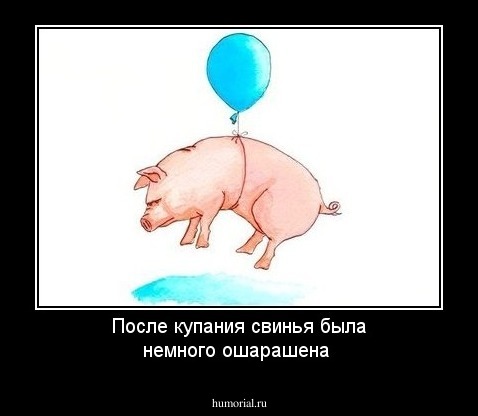 После купания свинья была немного ошарашена