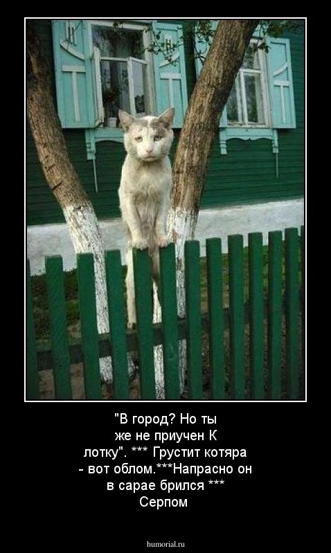 "В город? Но ты же не приучен  К лотку". ***  Грустит котяра - вот облом.***Напрасно он в сарае брился *** Серпом