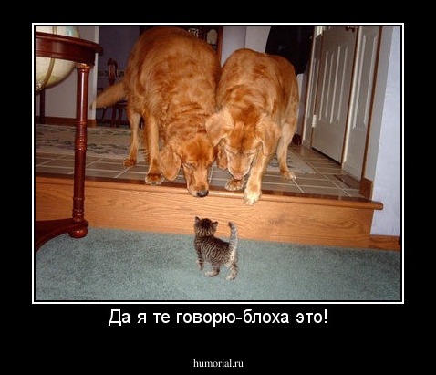 Да я те говорю-блоха это!