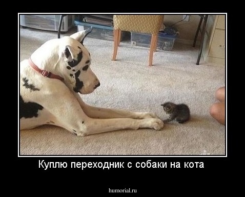 Куплю переходник с собаки на кота 