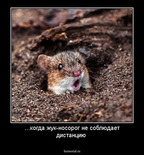 ...когда жук-носорог не соблюдает дистанцию