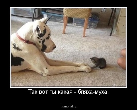 Так вот ты какая - бляха-муха!