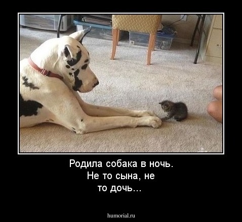 Родила собака в ночь.
Не то сына, не то дочь...