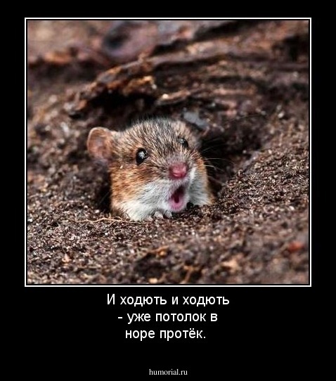 И ходють и ходють - уже потолок в норе протёк.