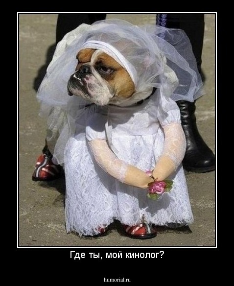 Где ты, мой кинолог?