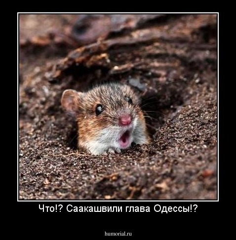 Что!? Саакашвили глава Одессы!?