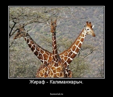 Жираф - Калиманжарыч.