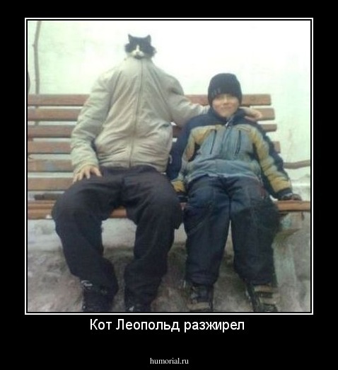 Кот Леопольд разжирел 