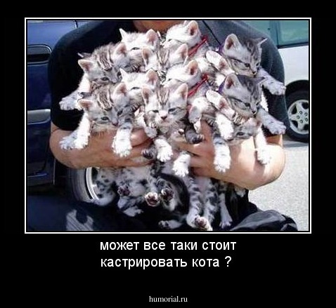 может все таки стоит кастрировать кота ? 