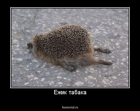 Ежик табака