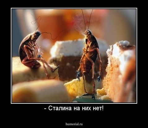 - Сталина на них нет!
