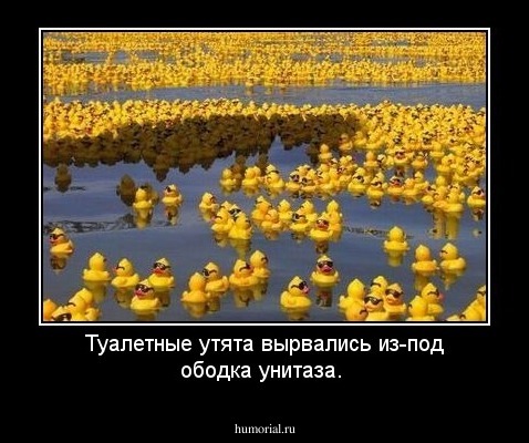 Туалетные утята вырвались из-под ободка унитаза.