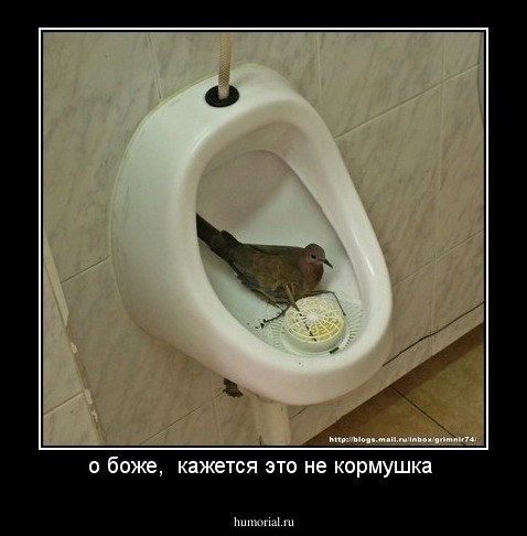 о боже,  кажется это не кормушка 
