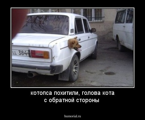котопса похитили, голова кота с обратной стороны 